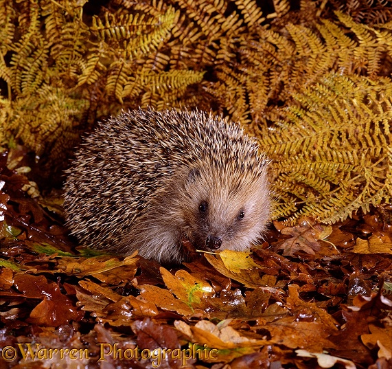 European Hedgehog (Erinaceus europaeus) in autumn
