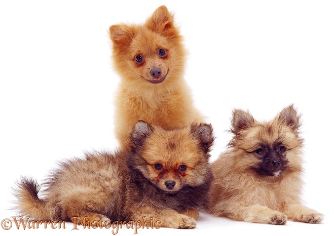 Trio of Pomeranian puppies, white background