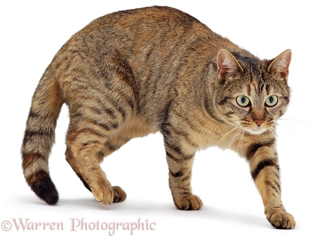 Cat stalking, white background