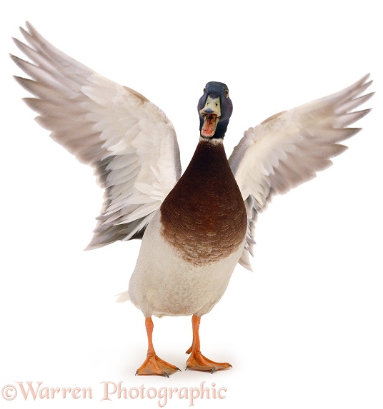 Mallard (Anas platyrhynchos) wing whirring, white background