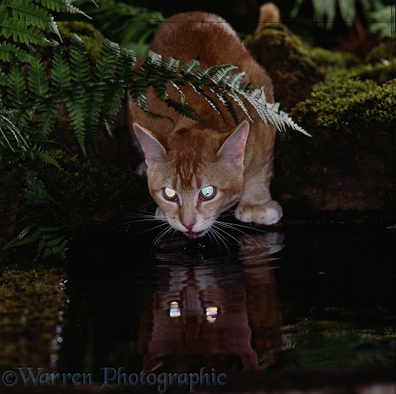 Ginger cat, drinking from a pond at night, his eyes reflecting the light and reflecting on the water
