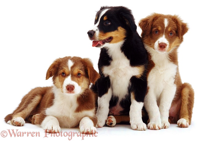 Trio of Border Collie pups, Brak and partners, white background