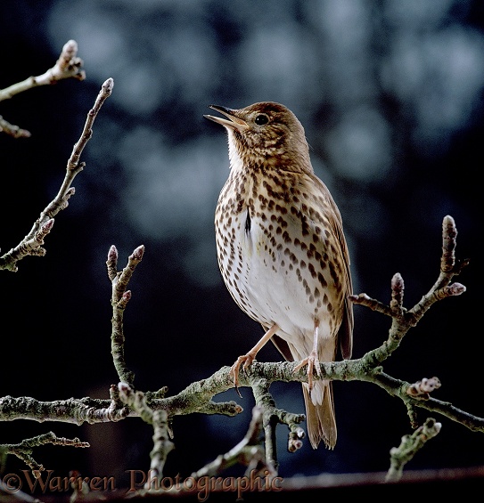 Song Thrush (Turdus philomelos) singing on a branch