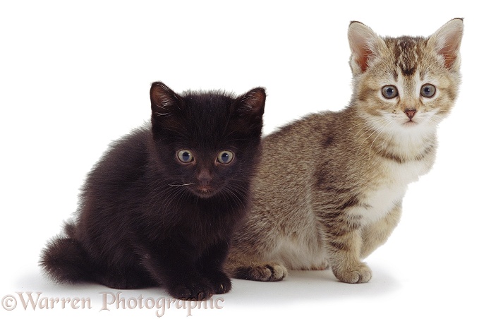 Black kitten and tabby kitten, white background