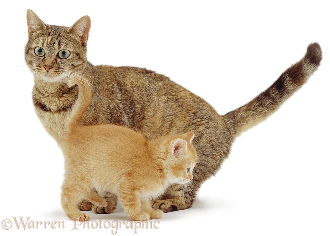 Mother cat with ginger kitten, white background