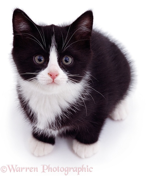 Black-and-white kitten looking up, white background