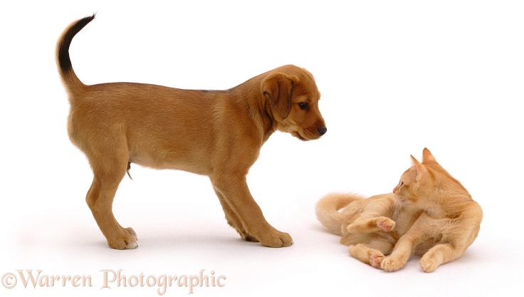 Friendly 8-week-old puppy, Joker, meeting a ginger cat, white background