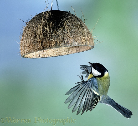 Great Tit (Parus major) flying up to alight under a coconut bird-feeder