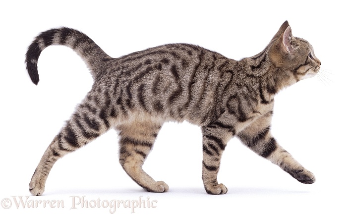 Brown spotted tabby male cat Lowlander walking along, white background