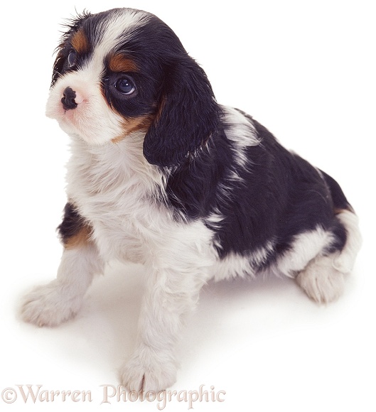 Cavalier King Charles puppy, white background