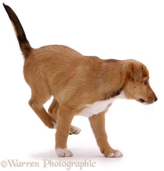 Lakeland Terrier x Border Collie Henry, 8 weeks old, white background