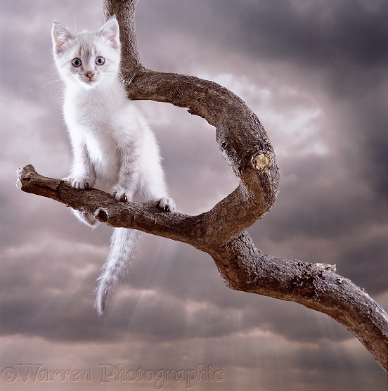 Sepia tabby-point Bengal-cross kitten climbing on a branch
