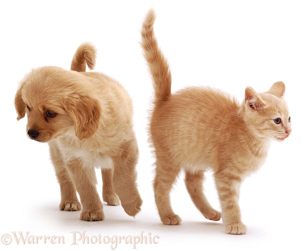 Cavalier x Spitz puppy and ginger kitten, white background