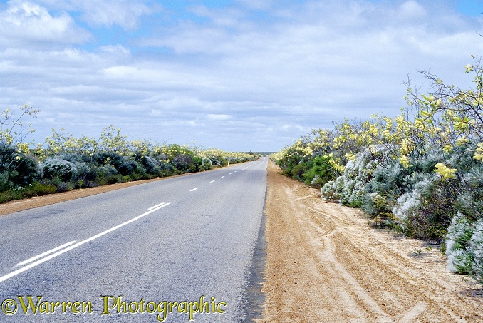 Yellow flowers by a straight road, Australia.  Western Australia