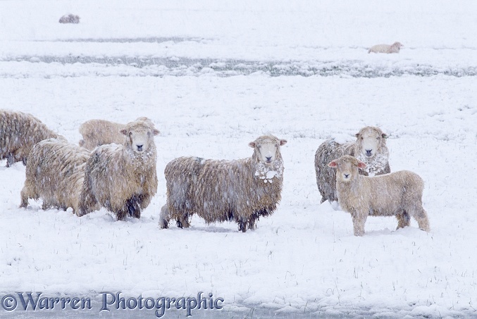 Sheep in Spring snow.  New Zealand