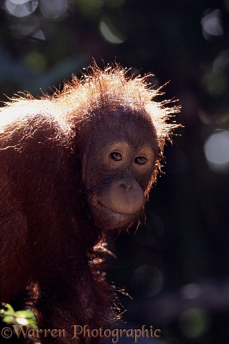 Orang-Utan (Pongo pygmaeus) juvenile.  Borneo and Sumatra