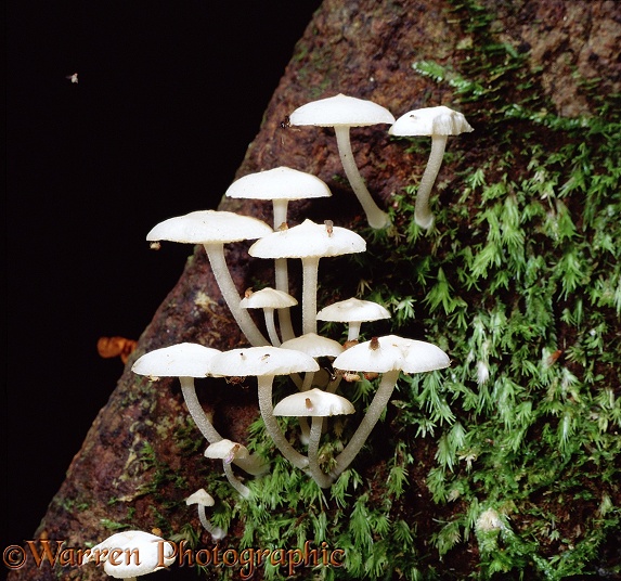 Luminous Fungi (Filoboletus manipularis) by day.  Borneo