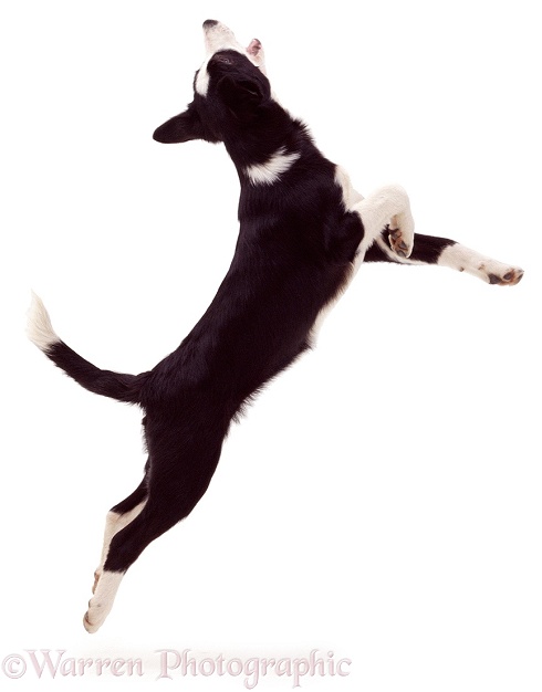 Black-and-white Border Collie bitch pup Fly, 12 weeks old, leaping, white background