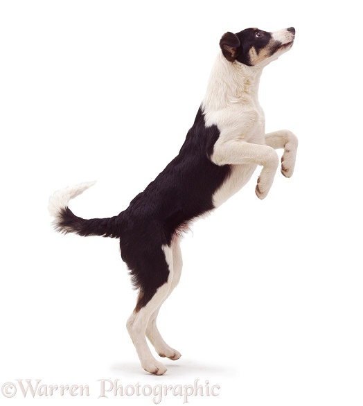 Black-and-white Border Collie jumping up, white background