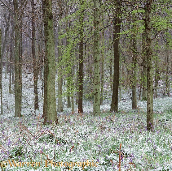 Bluebell woods in Spring snow.  Surrey, England