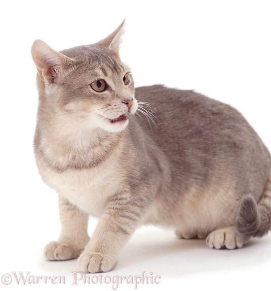 Blue ticked male cat, flehming, white background