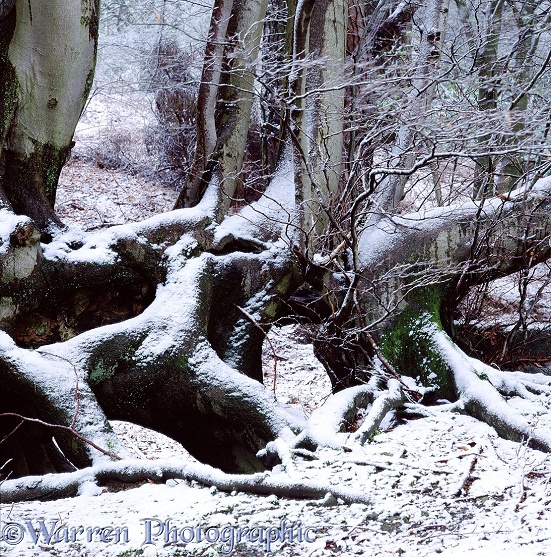 Snow on beeches.  Surrey, England