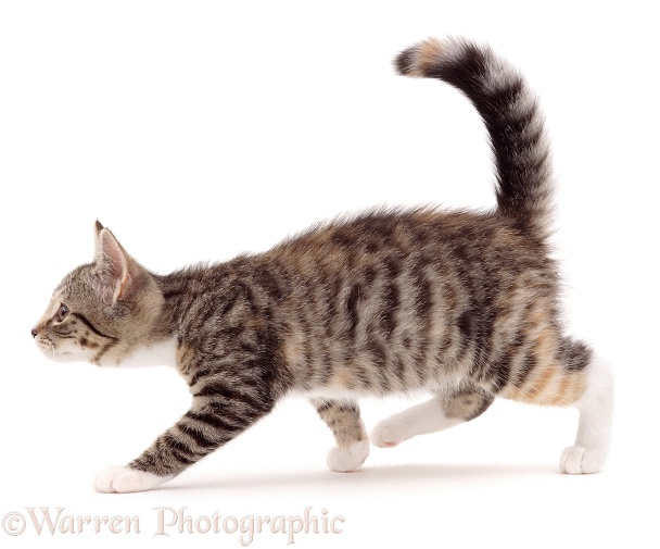 Tabby-tortoiseshell kitten in stalking mode, white background