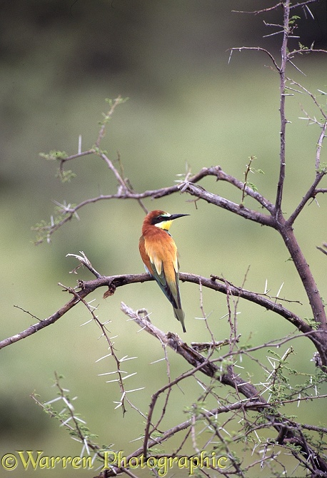 European Bee-eater (Merops apiaster).  Europe, Africa