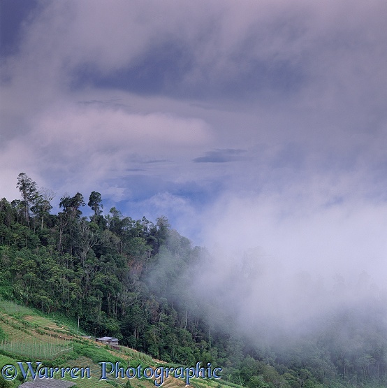 Forest & low clouds.  Borneo