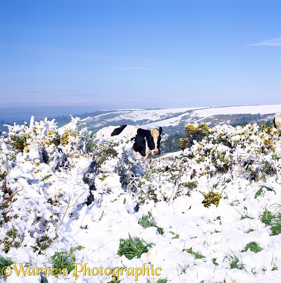 Cow and snowy gorse.  Dorset, England