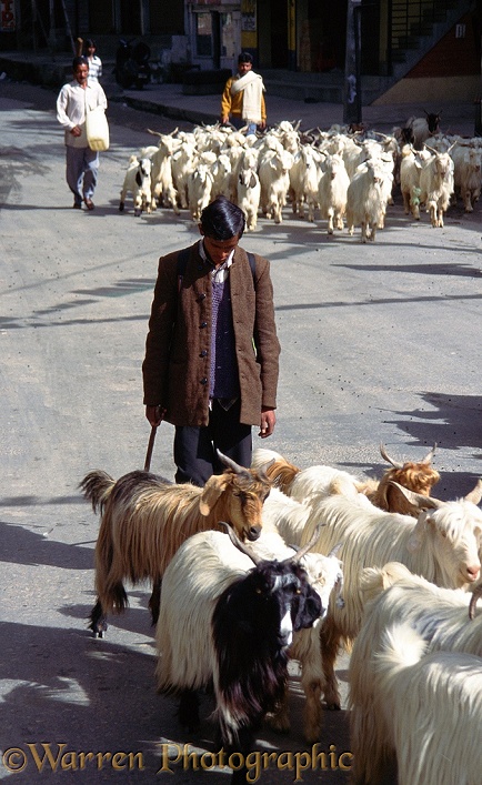 Indian goat-heard with goats.  Himachal Pradesh, India