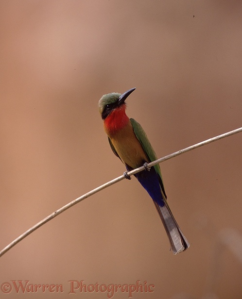 Red-throated Bee-eater (Merops bulocki)