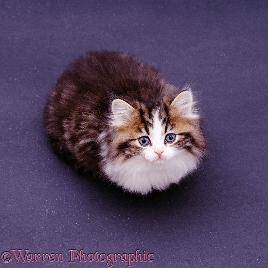 Bright brown Tabby-and-white fluffy kitten, 8 weeks old, crouched and looking up; from above