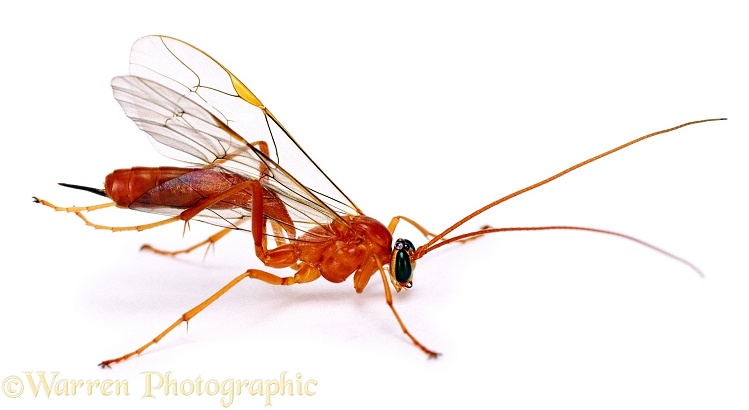 Ichneumon (Netelia species).  Europe, white background