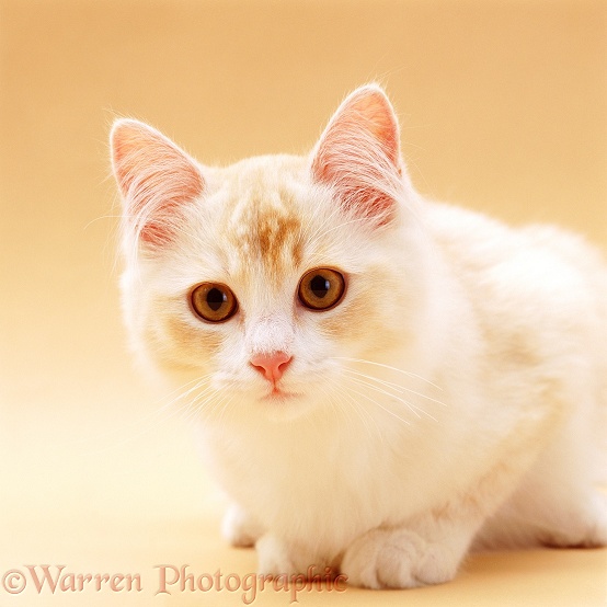 Cream Chinchilla-cross cat, 5 months old, on cream background