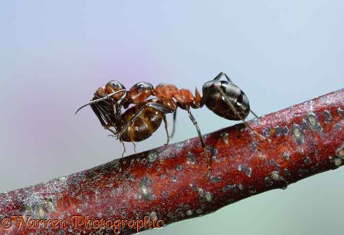 Wood Ant (Formica rufa) worker carrying another in what is thought to be energy-saving behaviour.  Europe