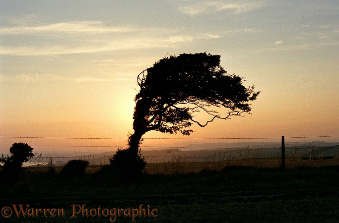 Wind-blown Hawthorn (Crataegus monogyna) tree at sunset.  Dorset, England