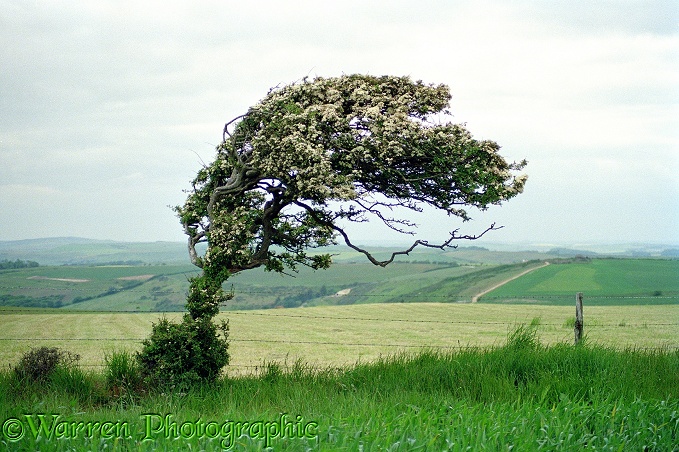 Wind-blown Hawthorn (Crataegus monogyna) tree.  Dorset, England
