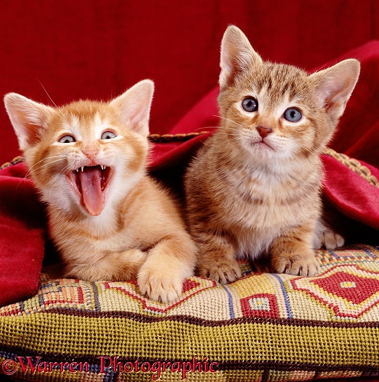 Two kittens, one yawning and showing lesions on its tongue