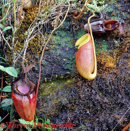Pitcher Plants (Nepenthes villosa).  Borneo