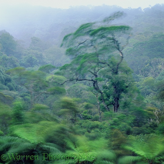 Windy trees at Mt. Kinabalu.  Borneo