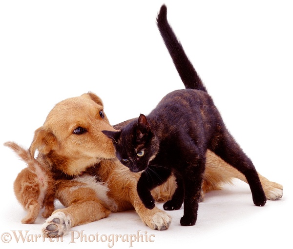 Tortoiseshell mother cat, Blackie, head-butting Lakeland Terrier x Border Collie, Bess, who's been playing with her ginger female kitten, white background