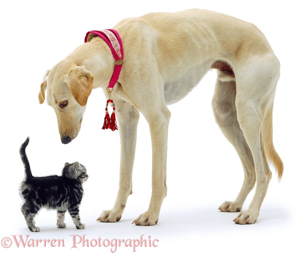 Saluki Lurcher, Swift, with a silver tabby kitten, white background