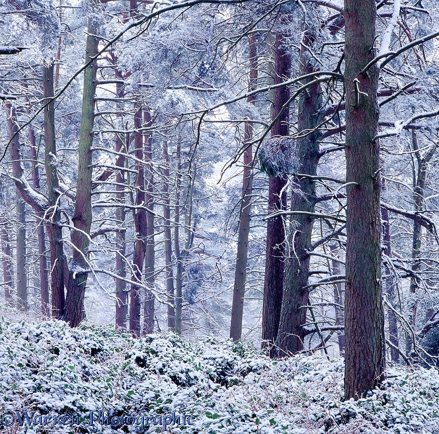 Scots Pine (Pinus sylvestris) forest with snow