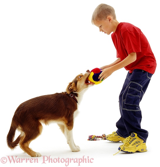 James playing tug-o-war with a dog, white background