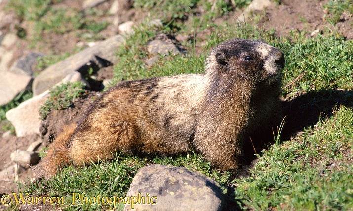 Hoary Marmot (Marmota caligata) sunning itself on a patch of grass.  North America