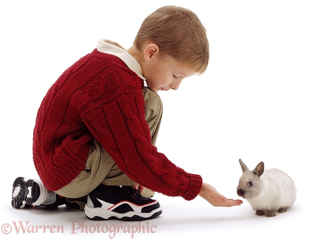 Daniel letting baby Netherland Dwarf rabbit Tara sniff his hand, white background
