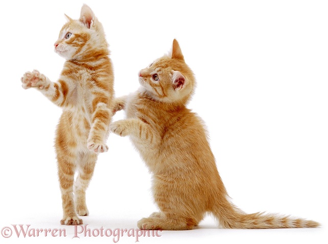 Two ginger kittens standing, white background