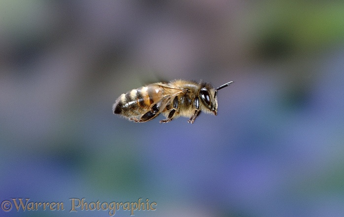 Honey Bee (Apis mellifera) worker in flight