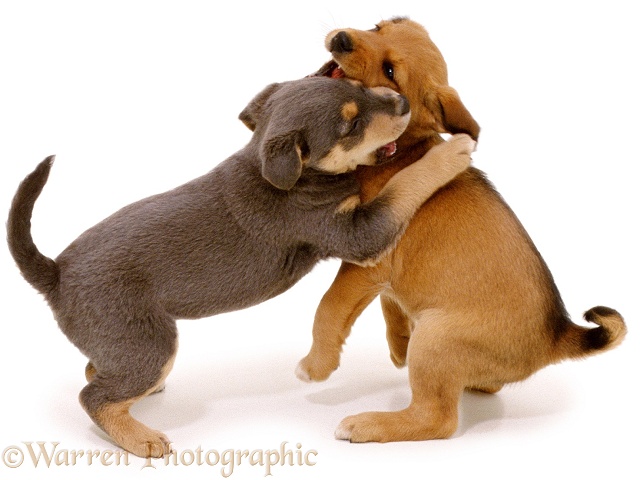 Lakeland Terrier x Border Collie pups, Gyp and Bess, scrapping. 6 weeks old, white background